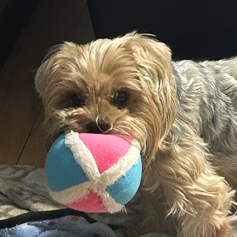 Veterinarian Fees are paid with your purchase for my Yorkies vet bills ♥️🔥🥰 - Picture 6 of 16